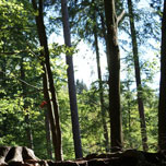 wald