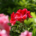 blume