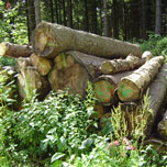holz